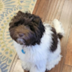 Meet your Posher, Reese
